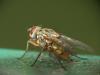 Phaonia valida
